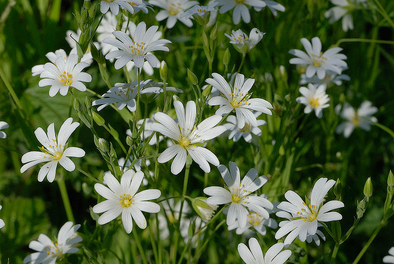 Stitchwort